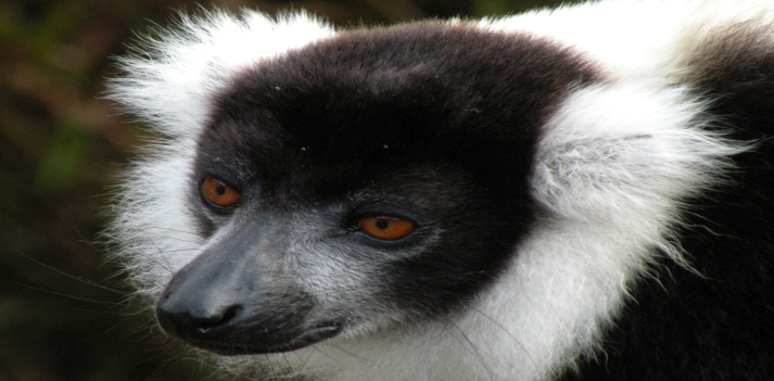 Azonzo in Madagascar 4