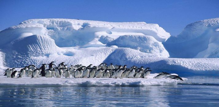 Azonzo in Antartide per ammirare i Pinguini Imperatore