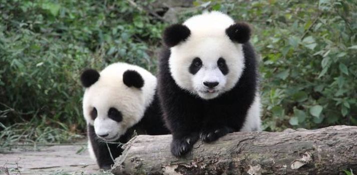 Viaggio in Cina classica ammirando i Panda Giganti  3