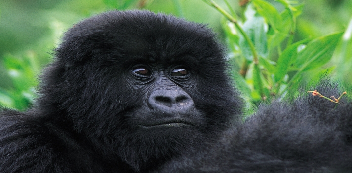 Uganda - Le foreste abitate dai Gorilla di Montagna e dagli scimpanz&eacute;. Le sorgenti del Nilo e i monti Ruwenzori