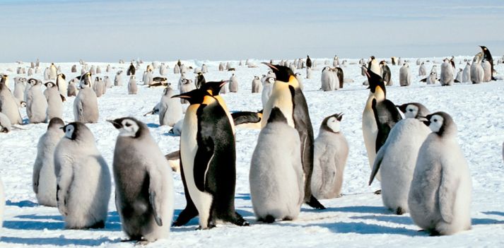 Azonzo in Antartide per ammirare i Pinguini Imperatore 4