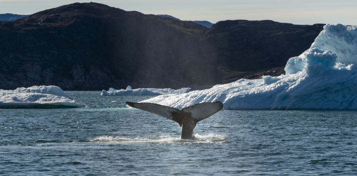 Groenlandia - Balene e ghiacciai  2
