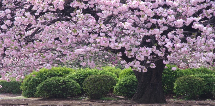 Giappone - Tra i fiori di ciliegio, sulle orme dei samurai.   3