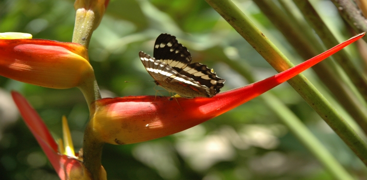 Costa Rica - Oasi tropicale dove la natura intatta si manifesta in tutta la sua forza. 3