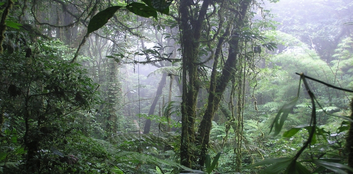 Costa Rica &ndash; Lo splendore della natura tropicale, tra foreste pluviali e vulcani attivi 3