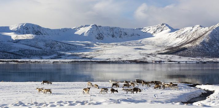Viaggio invernale in Norvegia, Isole Lofoten e Vesteralen 