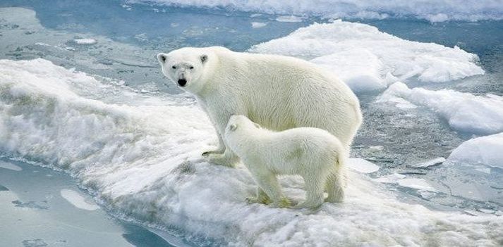 Canada - Alla scoperta degli Orsi Polari 