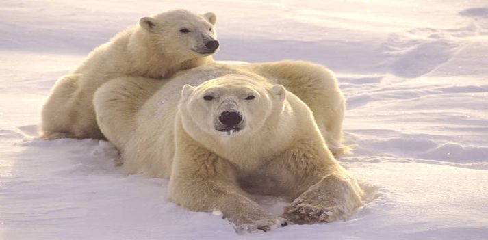 Canada - Alla scoperta degli Orsi Polari  2