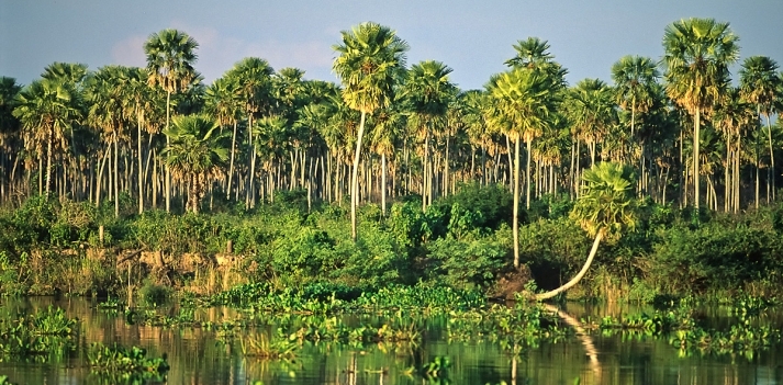 Brasile - La foresta amazzonica e l&rsquo;arcipelago fluviale di Anavilhanas 3